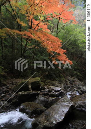 宮崎縣Yahagiya秋葉 14306149