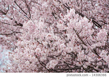 Cherry Blossoms	 14306366