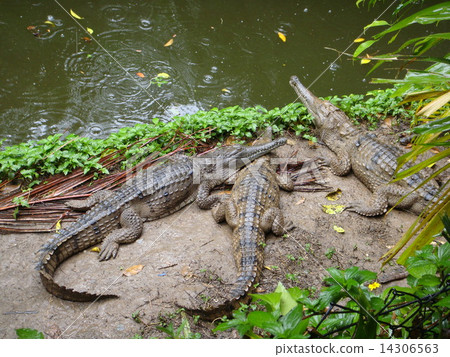 鱷魚向日葵 14306563