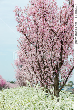 櫻花和Yukiyanagi 14306623