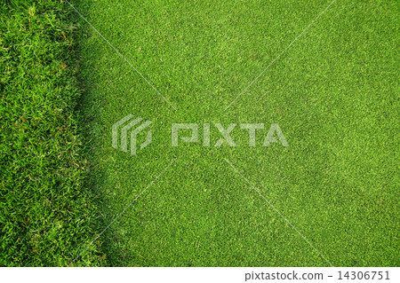 grass of golf course 14306751