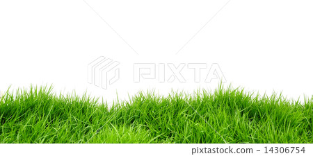 Grass 14306754