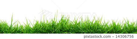Grass 14306756