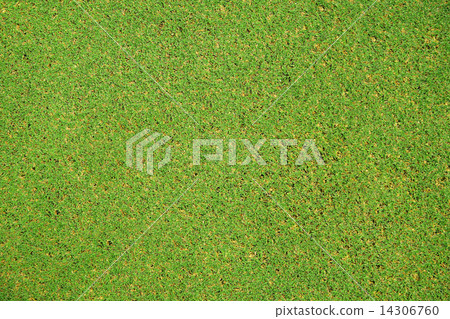 Grass 14306760