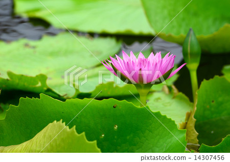 pink lily 14307456