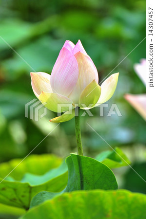 lotus 14307457