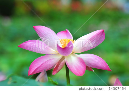 pink lotus 14307464