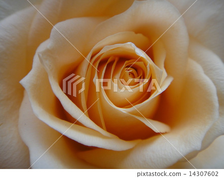 Beautiful Rose Beautiful Rose 14307602