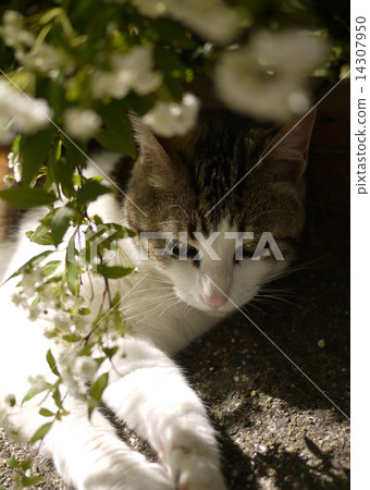 Cat and Yukiyanagi Cat and Yukiyanagi 14307950