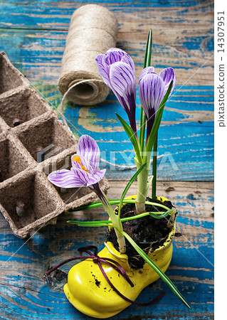 flower of Crocus in a stylish yellow shoe flower of Crocus in a stylish yellow shoe 14307951