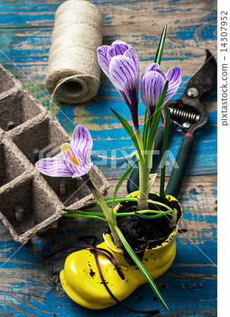 Purple striped Crocus in the shoe Purple striped Crocus in the shoe 14307952