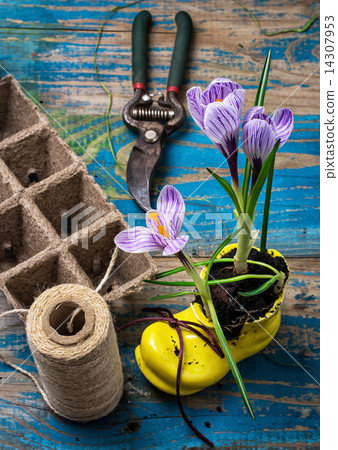 flower of Crocus in a stylish yellow shoe flower of Crocus in a stylish yellow shoe 14307953