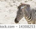 Grant Zebra Grant Zebra 14308253