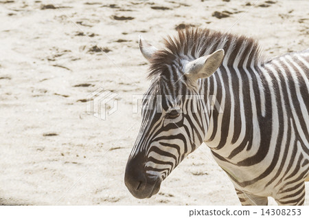 Grant Zebra Grant Zebra 14308253