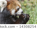 Sisen Red Panda Sisen Red Panda 14308254