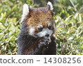 Sisen Red Panda Sisen Red Panda 14308256