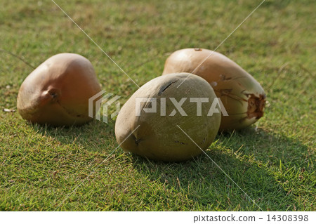Large coconuts on the grass 14308398