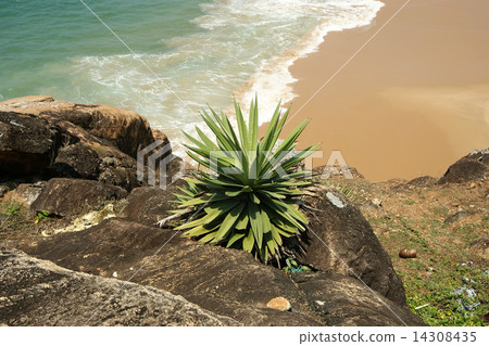 Ocean coast, Kerala, South India Ocean coast, Kerala, South India 14308435