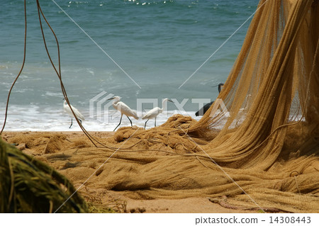 fishing net on the ocean. Kovalam, Kerala, South India 14308443