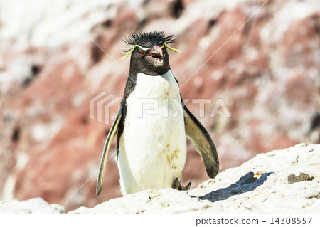 Rockhopper 14308557
