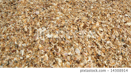 Background of seashells, closeup Background of seashells, closeup 14308914