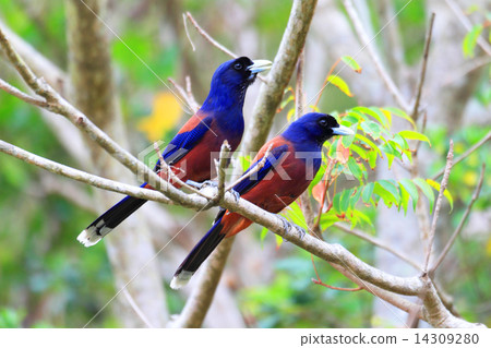 在盧利克蘇上覆蓋 14309280