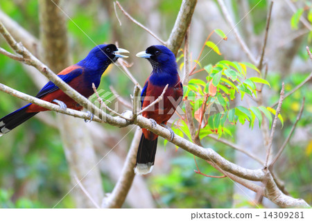 在盧利克蘇上覆蓋 14309281