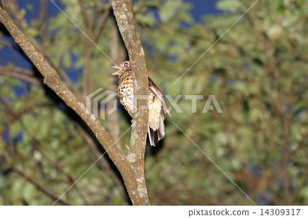 Otorattsumi Otorattsumi 14309317