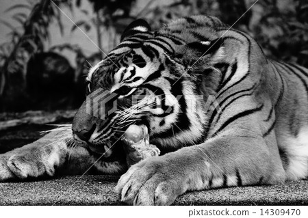 Bengal tiger Bengal tiger 14309470