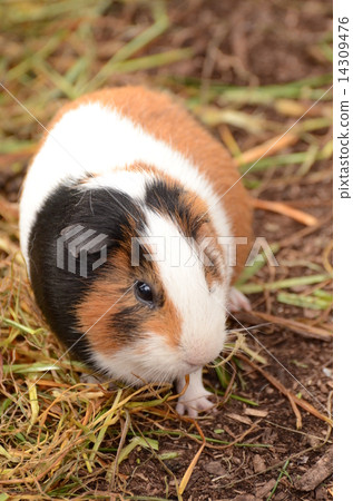 Guinea pig Guinea pig 14309476