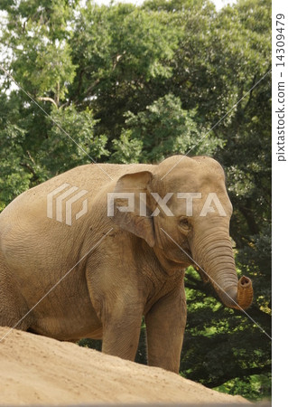 Asian elephant Asian elephant 14309479