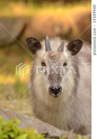 Japanese serow 14309480