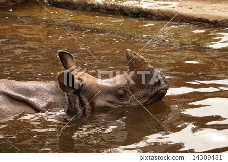 Indian Ring 14309481