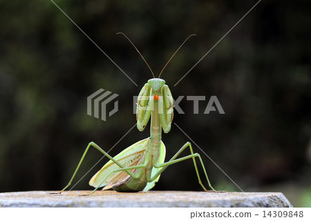 螳螂的威脅 螳螂的威脅 14309848