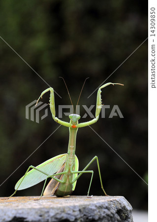 Threat of mantis 14309850