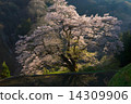Bridge Tsunagi no Sakura 8 14309906