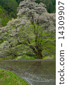Bridge Tsunagi no Sakura 9 14309907
