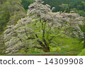Cherry blossoms of bridge 10 14309908