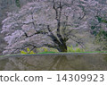 Cherry blossoms of bridge 11 14309923