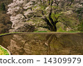 Cherry blossoms of bridge 12 14309979