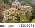 Bridge Tsunagi no Sakura 14 14309981