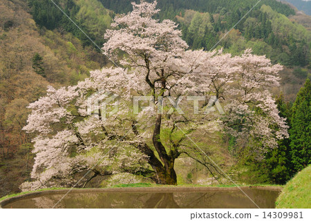 Bridge Tsunagi no Sakura 14 14309981