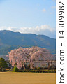 Ichihara School Weeping Sakura 19 14309982
