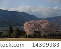 Ichihara School Weeping Sakura 20 14309983