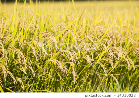 Rice cultivation in Hokkaido 14310028