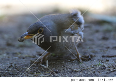 白腹 白腹 14310266