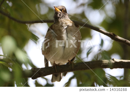 Shorohara Shorohara 14310288