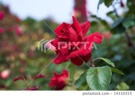 一朵紅玫瑰歡呼 一朵紅玫瑰歡呼 14310355