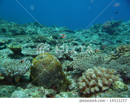 Coral reefs of Okinawa · Kumejima and Hatatatehade Coral reefs of Okinawa · Kumejima and Hatatatehade 14311257