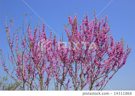 Hana's Owl Flower 14311868